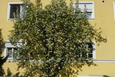 Image de Vivre dans la ville villa - 125 m² Nr appartement, calme et pourtant situé au centre