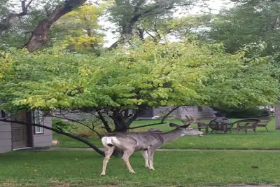 Image de 1 nuit disponible, prix avantageux, promenade dans le centre-ville de Cody * réserver le jour même