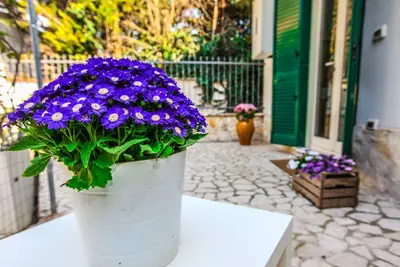 Image de Maison de vacances Bed & Milk 3 Appartement dans villa Puglia Taranto San Vito