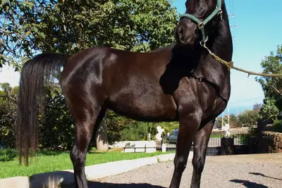 Image de Appartement Shetan à Finca avec chevaux Santa Úrsula