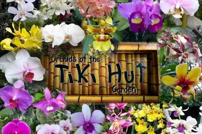 Image de Tiki Hut Cottage - Lush Tropical Garden, ; Walk to Tunnels Beach Tvncu # 5161