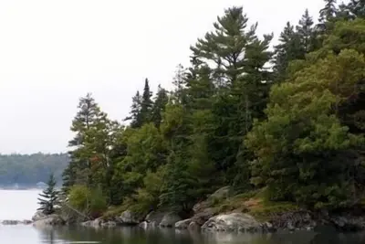 Image de Dragonfly Woods Appartement-Bright efficacité appartement spacieux niché dans les bois