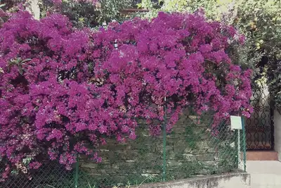 Image de Rapallo villa entourée de verdure