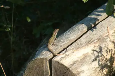 Image de appartement « Julia »