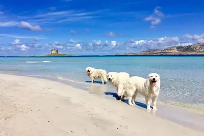 Image de Très bel appartement au dernier étage avec vue sur la mer Lido Alghero