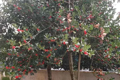 Image de L 'Holly, Osteria Nuova_Scandriglia_RIETI