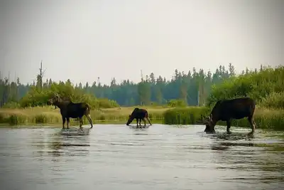 Image de Parfait pour le Vtt, la randonnée, Yellowstone, la motoneige et tout ce qui se passe à l'extérieur