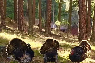 Image de Tout va mieux au lac ~ août / septembre ~ 10% de réduction à partir de 3 nuits