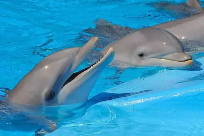 Image de T3 fantastique inséré dans une villa avec piscine