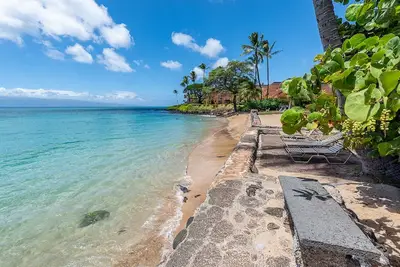 Image de Vues! Vues! Vues! ! ! Des tortues! Des tortues!