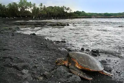 Image de Turtle Paradise à Punalu'u Black Sand Beach