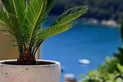 Image de Appartement de vacances avec terrasse et climatisation