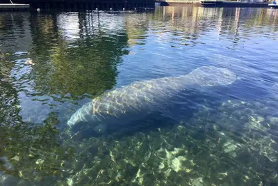 Image de Covert Crystal River, Floride Waterfront Condo à Smugglers Cove