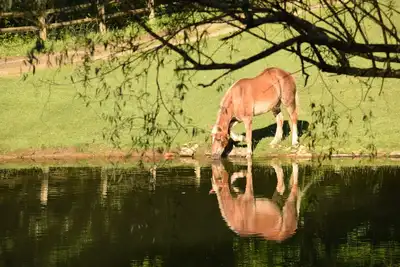 Image de Beau domaine équestre privé - classé «exceptionnel» depuis 2014