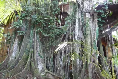 Image de Caribbean Jungle Tree House
