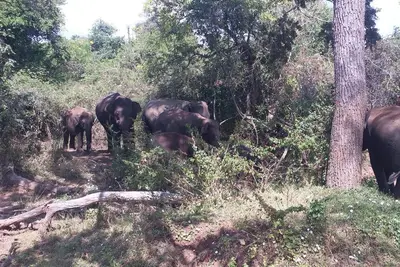 Image de Heina Nature Resort & Yala Safari 1
