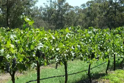 Image de Gommes tachetées sur Hermitage - Wisteria Cottage