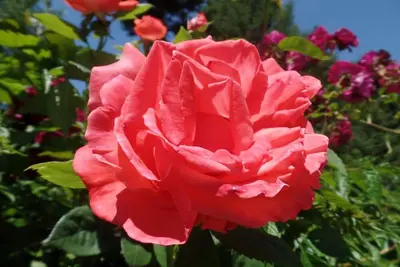 Image de The Trinity River Rose Location de vacances avec piscine d'eau salée