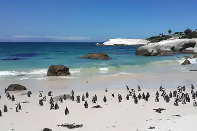 Image de Maison de luxe de luxe à Cape Town dans une ferme viticole-Pour toute la famille