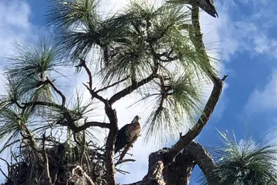 Image de Une nuit à 2 miles d'Innesbrook. Plage de chien, parcs, plages, vélo, sentiers pédestres