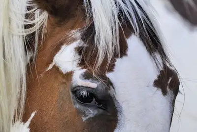 Image de Horse Farm Retreat Creekside Maison minuscule, 4 personnes & Animaux acceptés