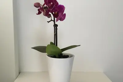 Image de Appartement à Belgrade - esprit du vieux centre-ville