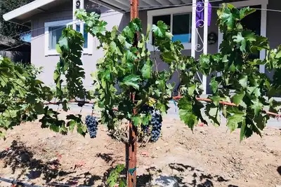 Modern Wine \"Vineyard Found\" Vivre Pays