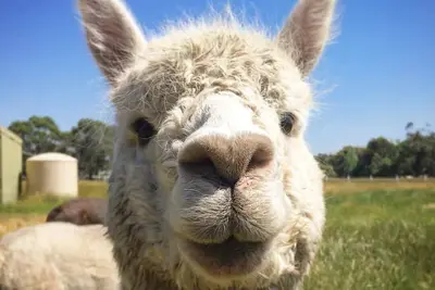 Séjour à la ferme biologique avec visite gratuite Nourrir les animaux