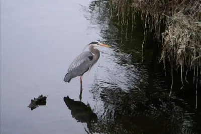 Image de Lumineux, Beaucoup De FENÊTRES, 3 téléviseurs, Netflix, Chambre Pour 4