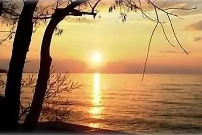 Image de Paradis tropical dans les palmiers de New York,