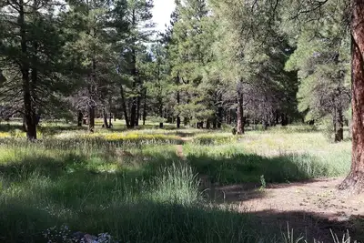 Image de Confortable et confortable Dans la forêt