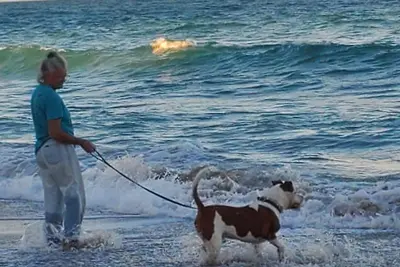Image de Animaux acceptés, en face de la plage