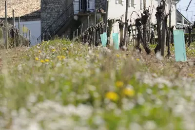 Image de Séjour oenologique au coeur du Bordelais