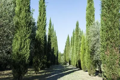 Image de Casale degli Ulivi