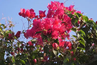 Image de Best Apartment Aruba