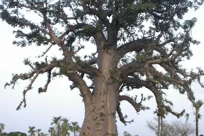 Image de Campement calme situé en brousse, à proximité des Cascades de Karfiguéla.