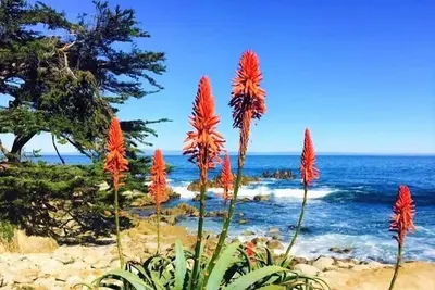Image de Mv 14: Retraite de plage près de Carmel by the Sea