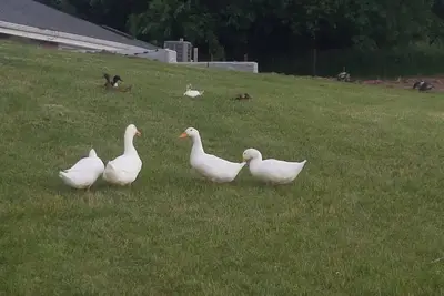 Image de Loft privé sur une charmante superficie entre Omaha et Lincoln. Refuge pour animaux.