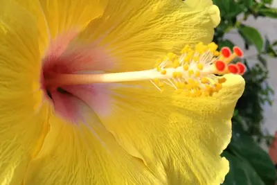 Image de Paradis sur la Riviera Maya - Piscine PRIVÉE - Internet - Tarifs PLONGÉES