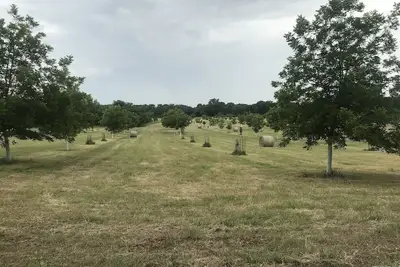 Image de Ben Ranch Cabins situé dans un verger de noix de pécan centenaire