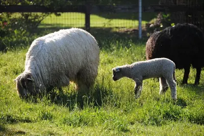 Image de Namaste Farms; Ferme d'élevage de moutons de laine privée au coeur de la région viticole