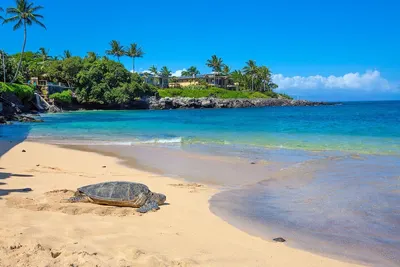 Image de Kahana Sunset B1b, 1 Bd / 1 Ba - Le temps des tortues au Kahana Sunset!