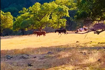 Image de Suite privée et entrée près de l'Eden Wine Country