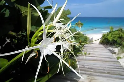 Image de Belle Beach Eco-Chalet sur Stocking Island