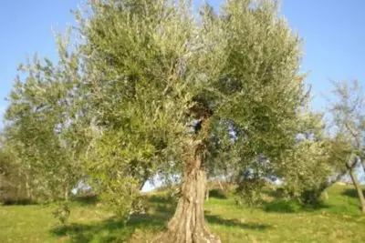 Image de Demeure de caractère - Todi