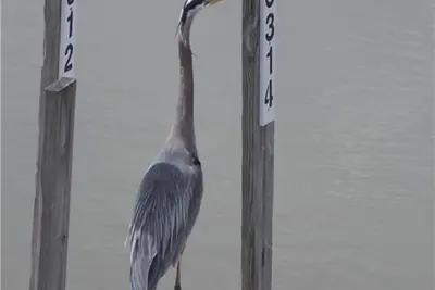 Image de Idéal pour les vacanciers • Les ornithologues amateurs • Davis Bessie • Pêche-Charters sur le site