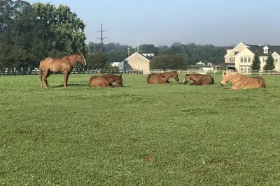 Image de Suite à la ferme @ Nookside Stables
