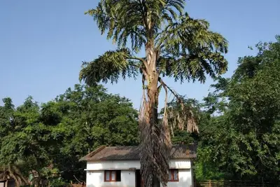 Image de Chez l'habitant Bastar! Satyendras Cottage! Tribal à son noyau!