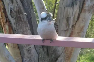 Image de 728 - Kookaburra Dreaming - Seulement 400m De La Plage