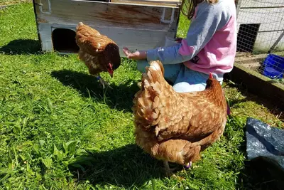 Image de Chaleur paisible et paisible ferme Bach Farmstay Rotorua